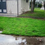 What to Do About Roots in Your Sewer Line