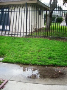 What to Do About Roots in Your Sewer Line